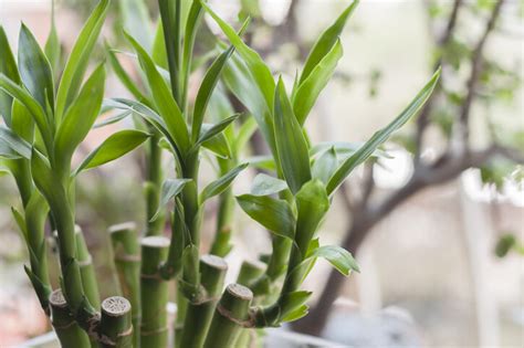 招陰植物|風水植物｜不只富貴竹！7款招財/招桃花植物推介+不 